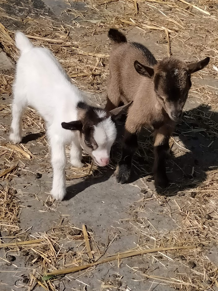 boucs de chèvre nains